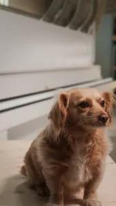 Leni