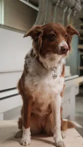 Nala